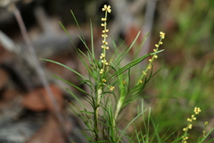Lomandra obliqua