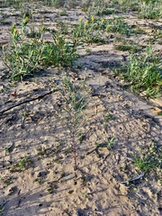 Pimelea trichostachya