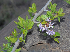 Ehretia rigida