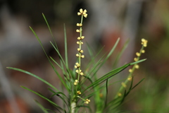 Lomandra obliqua