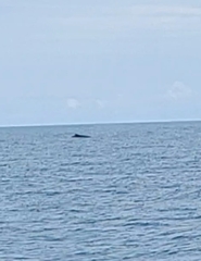 Megaptera novaeangliae australis