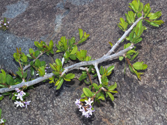 Ehretia rigida