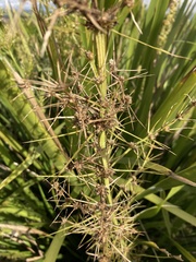 Lomandra hystrix