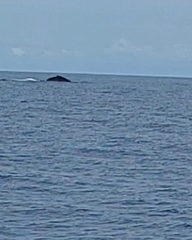 Megaptera novaeangliae australis