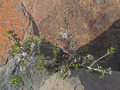 Ehretia rigida