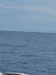 Megaptera novaeangliae australis