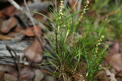 Lomandra obliqua