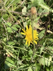 Cichorieae
