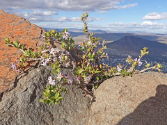 Ehretia rigida