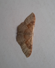 Idaea degeneraria