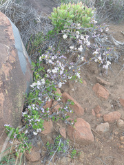 Ehretia rigida