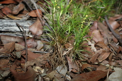 Lomandra obliqua