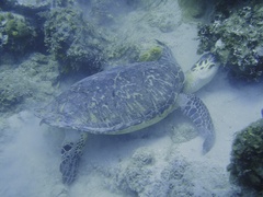 Eretmochelys imbricata