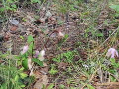 Calypso bulbosa
