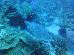 Eretmochelys imbricata