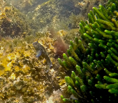Parablennius tasmanianus