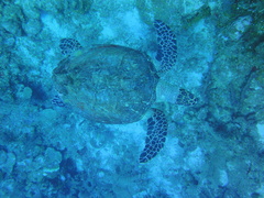 Eretmochelys imbricata