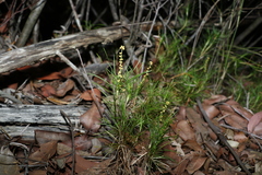 Lomandra obliqua