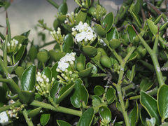 Carissa haematocarpa