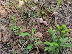 Calypso bulbosa