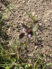 Galeopsis