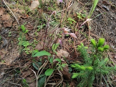 Calypso bulbosa
