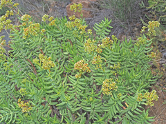 Crassula tetragona