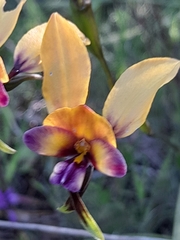 Diuris magnifica