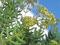 Crassula tetragona