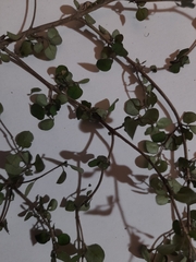 Coprosma rhamnoides