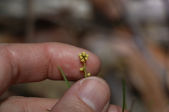 Lomandra obliqua