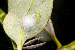 Tetragnatha rubriventris