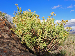 Crassula tetragona