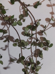 Coprosma rhamnoides