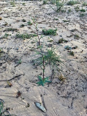 Podolepis capillaris