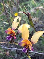 Diuris magnifica