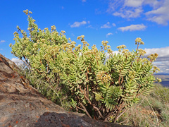 Crassula tetragona