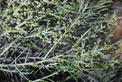 Thesium dissitiflorum