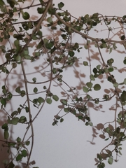 Coprosma rhamnoides