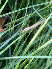 Conocephalus fasciatus