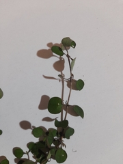 Coprosma rhamnoides