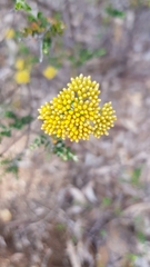 Ozothamnus obcordatus