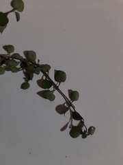 Coprosma rhamnoides