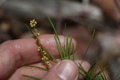 Lomandra obliqua