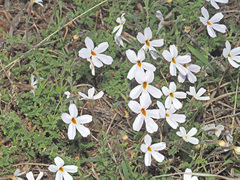 Jamesbrittenia tysonii