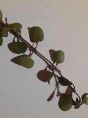 Coprosma rhamnoides