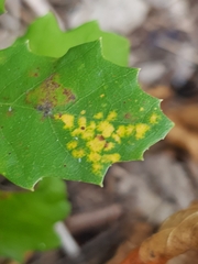Phylloxera quercus