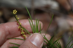 Lomandra obliqua
