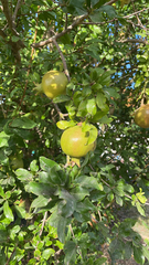 Punica granatum