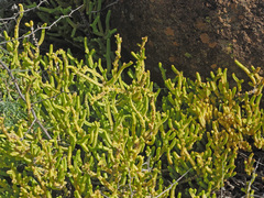Crassula muscosa